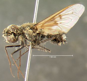 Media type: image;   Entomology 12678 Aspect: habitus lateral view